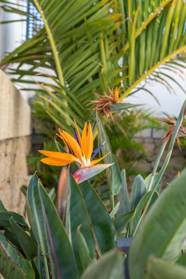 Apartment Medano4You The Strelitzia Terrace El Medano